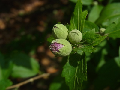 谷津干潟の花ムクゲ Rose of Sharon_f0206939_07043722.jpg