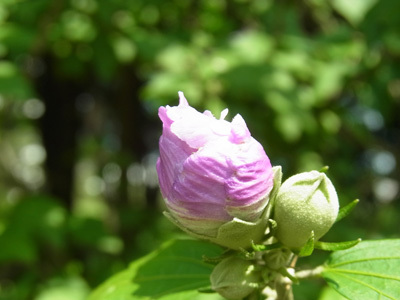 谷津干潟の花ムクゲ Rose of Sharon_f0206939_07045777.jpg