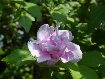 谷津干潟の花ムクゲ Rose of Sharon_f0206939_07052042.jpg