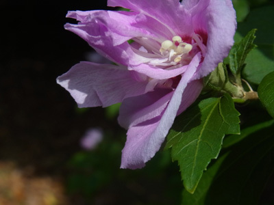 谷津干潟の花ムクゲ Rose of Sharon_f0206939_07054003.jpg