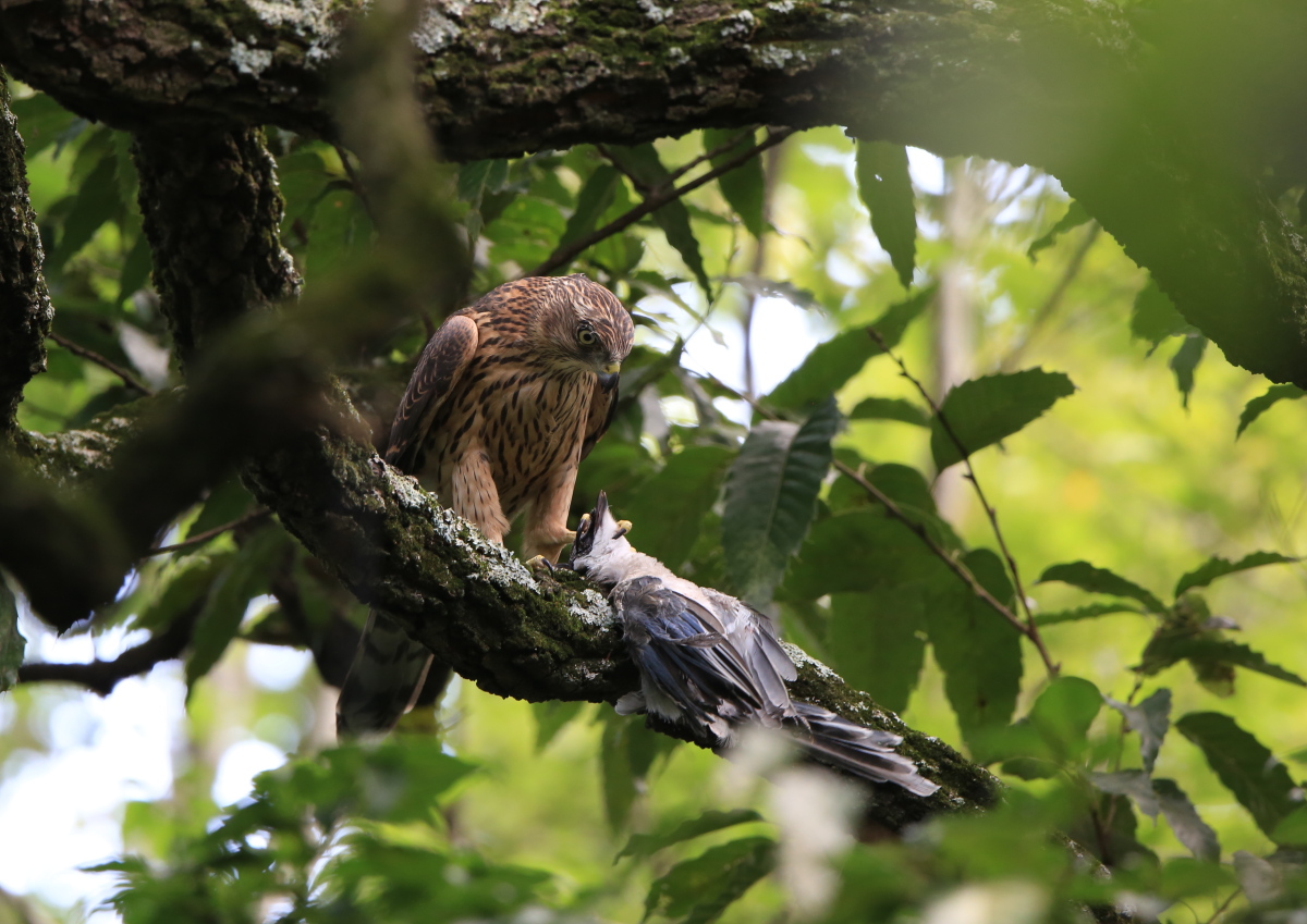 オオタカ幼鳥_c0304040_22463146.jpg