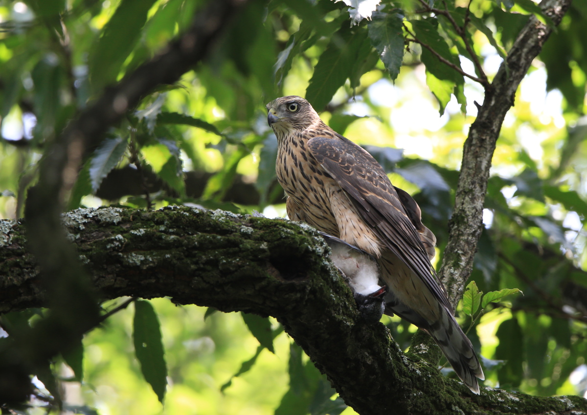 オオタカ幼鳥_c0304040_2246388.jpg