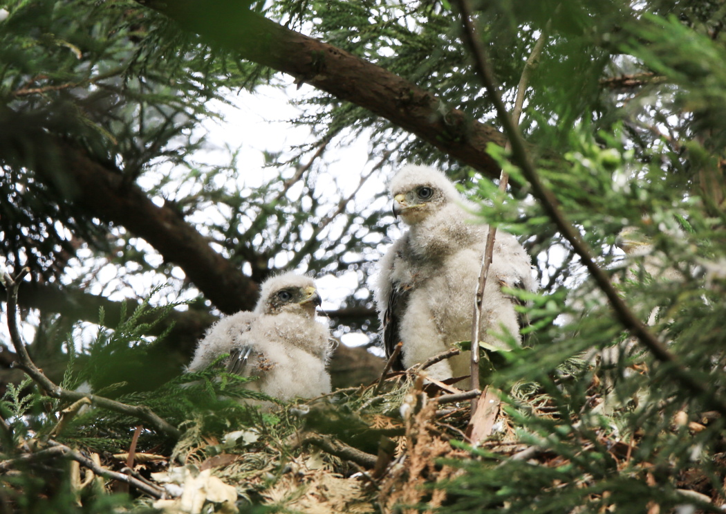 オオタカ幼鳥_c0304040_22484591.jpg