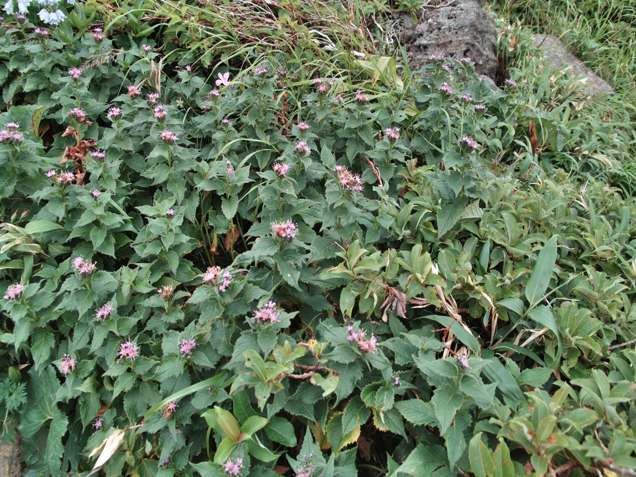 c0008948_17523562.jpg