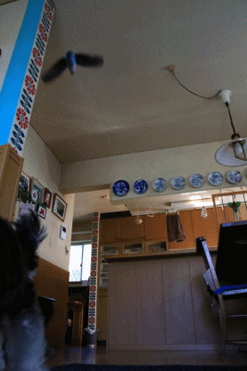 c0145250_10521426.gif