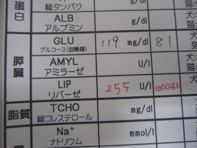 【横たわって来院 急性膵炎】_b0059154_14415136.jpg