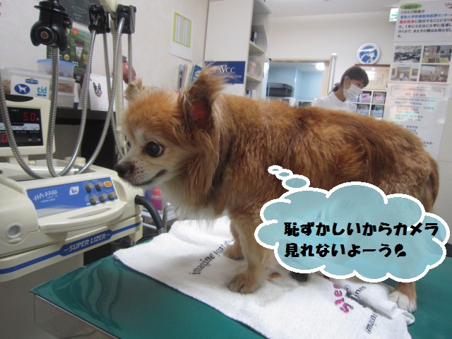 【横たわって来院 急性膵炎】_b0059154_14452763.jpg