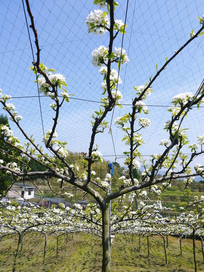 熊本梨 熊本のブランド梨『秋麗(しゅうれい)』先行予約受付スタート!!_a0254656_18325488.jpg