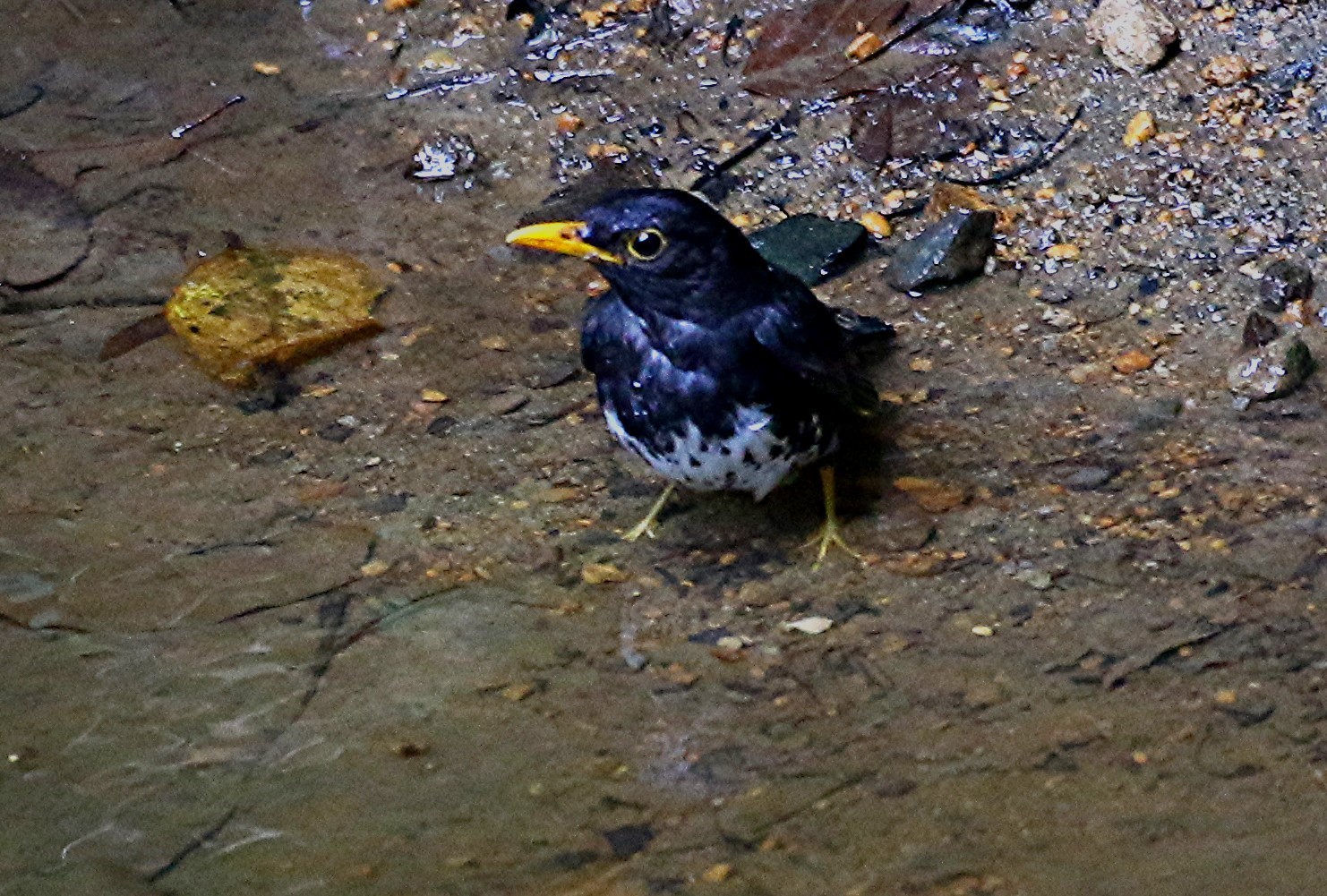 森の水場　　キビタキ、オオルリ、クロツグミ　　_e0139059_18123176.jpg