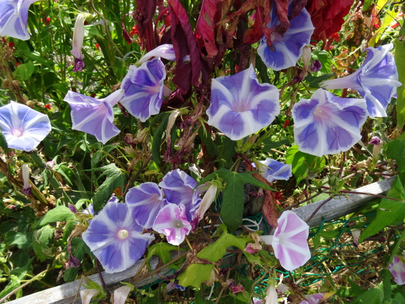 c0108460_17024226.jpg