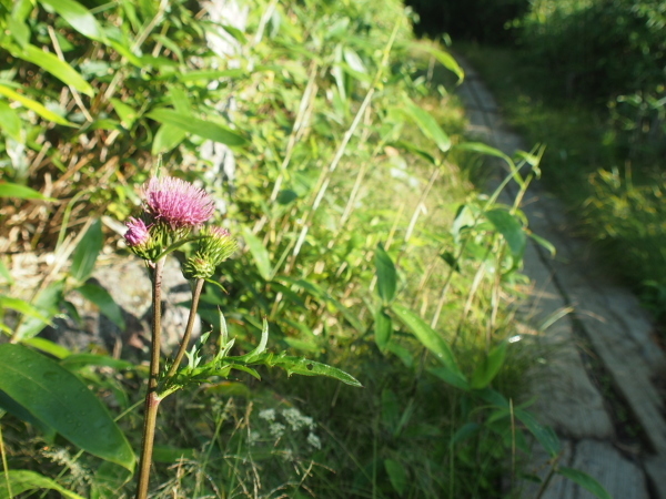 尾瀬 笠ヶ岳で出会ったお花達。_c0321967_05545187.jpeg