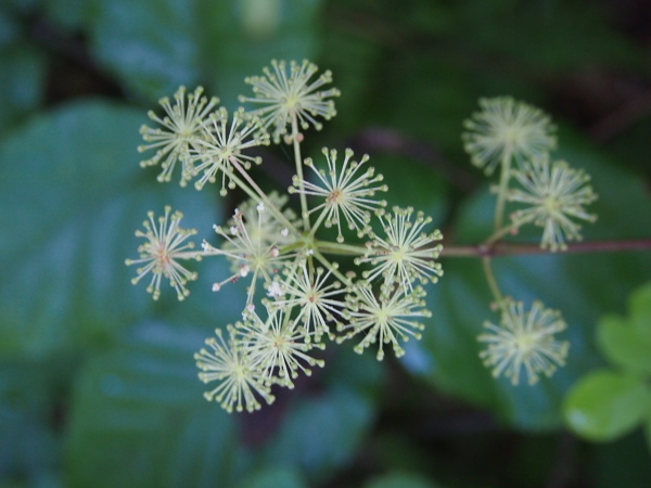 尾瀬 笠ヶ岳で出会ったお花達。_c0321967_05580299.jpeg