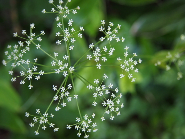 尾瀬 笠ヶ岳で出会ったお花達。_c0321967_05581928.jpeg