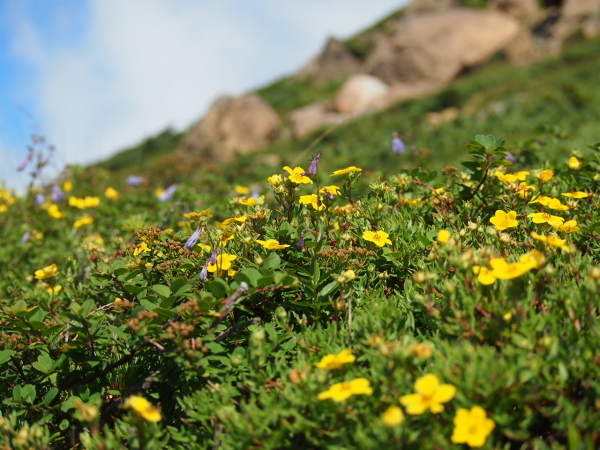 尾瀬 笠ヶ岳で出会ったお花達。_c0321967_06055601.jpeg