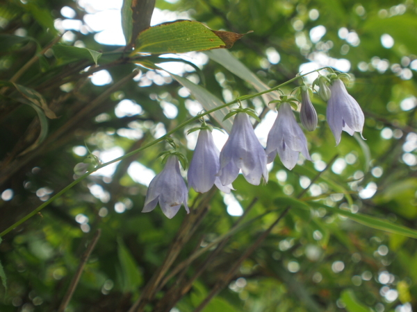 尾瀬 笠ヶ岳で出会ったお花達。_c0321967_06071802.jpeg