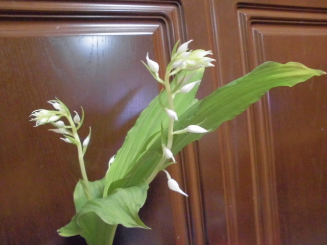 もうすぐ開花 夏エビネ dream grasses もうすぐ開花 夏エビネ dream grasses