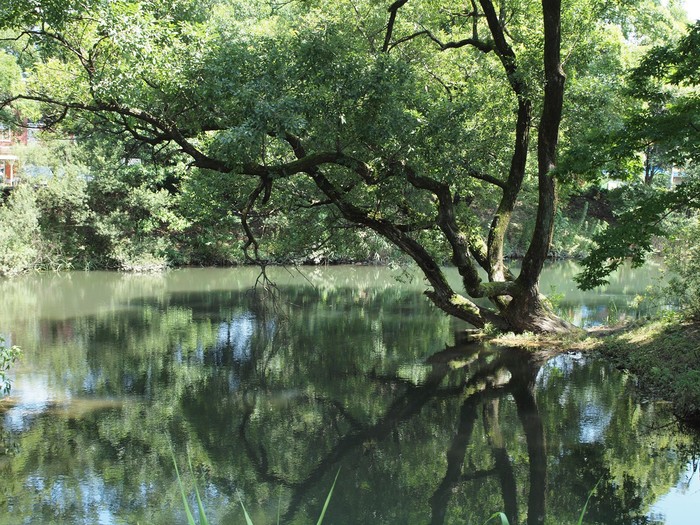 河跡湖
