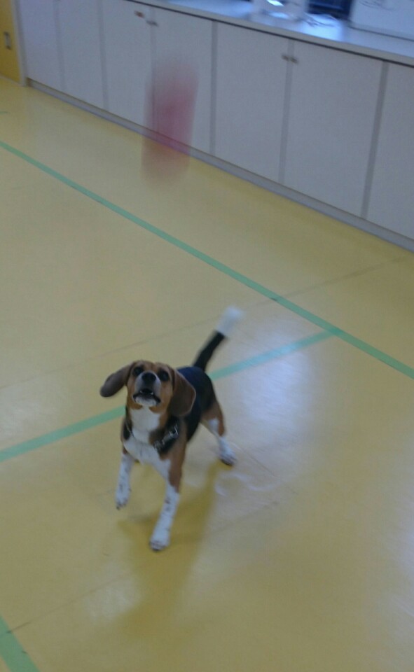 ボールキャッチできるかな?_f0357682_20121609.jpg