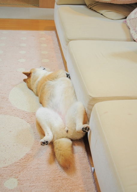夢のコラボ_a0126590_05244564.jpg