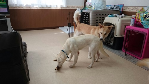 桃子と九兵衛_c0337990_20281701.jpg