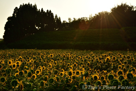 富山散歩～県西部265～県立大のヒマワリ畑_b0155692_22284236.jpg