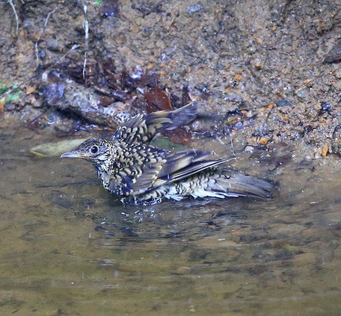 トラツグミ２０１６：水浴び_c0319902_16354849.jpg