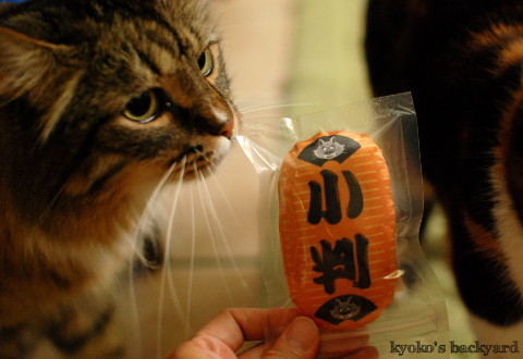 猫に小判_b0253205_04041800.jpg