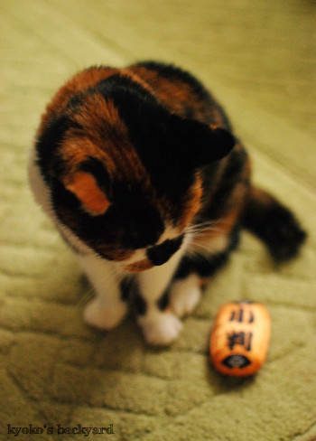 猫に小判_b0253205_04053846.jpg
