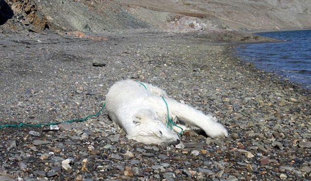 ノルウェーのプリンス・カール・フォーランド島でホッキョクグマがロシアの科学者に射殺される_a0151913_2221347.jpg