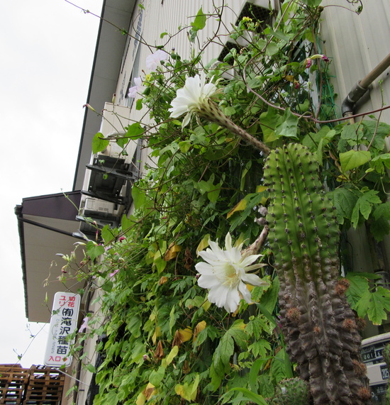 夏はサボテン_f0067514_748563.jpg