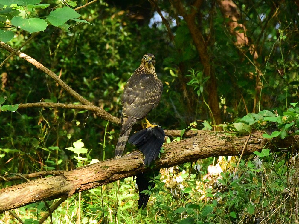 オオタカ幼鳥のカラス解体ショー・・・(1)_a0031821_17101915.jpg