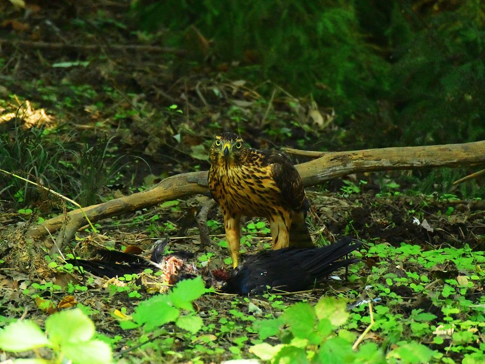 オオタカ幼鳥のカラス解体ショー・・・（１）_a0031821_17382388.jpg