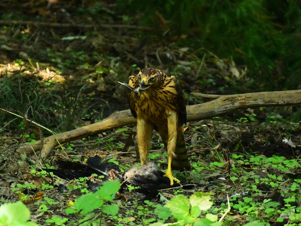 オオタカ幼鳥のカラス解体ショー・・・（１）_a0031821_17403181.jpg