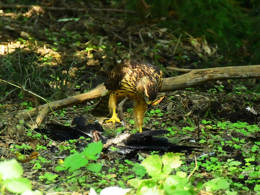 オオタカ幼鳥のカラス解体ショー・・・（１）_a0031821_17404331.jpg