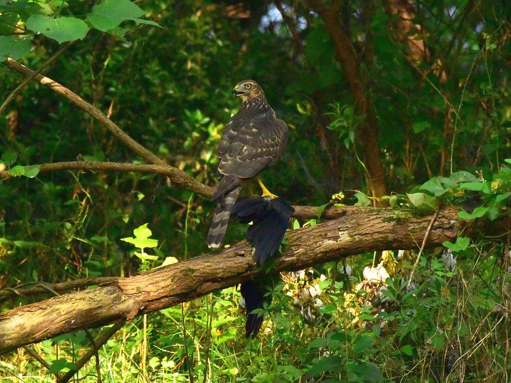 オオタカ幼鳥のカラス解体ショー・・・(1)_a0031821_1742135.jpg