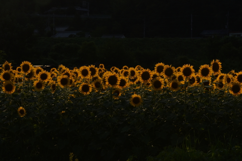 再び五条のひまわり畑_b0369329_00324092.jpg