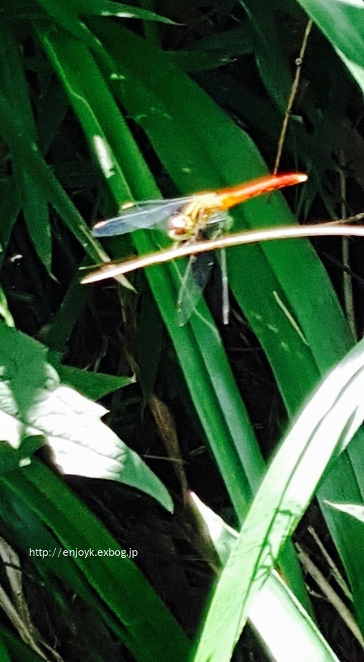 d0269832_09515250.jpeg