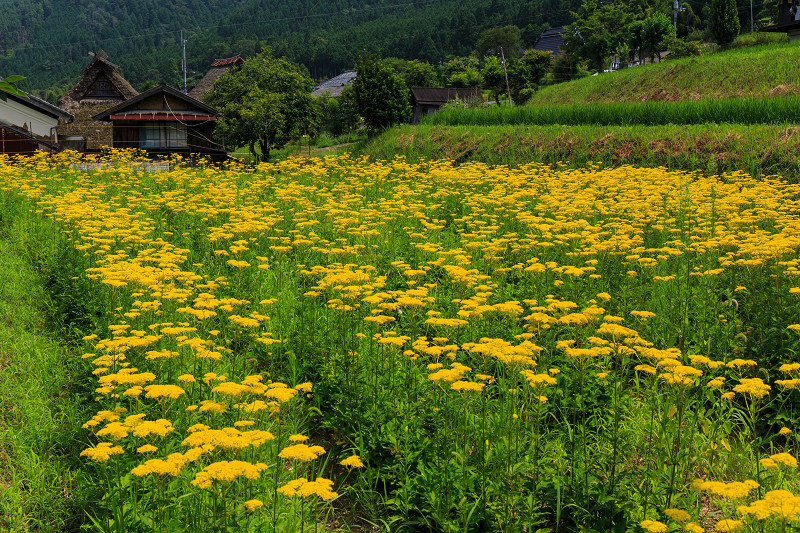 盆花 女郎花咲く里 越畑 花景色 K W C Photoblog
