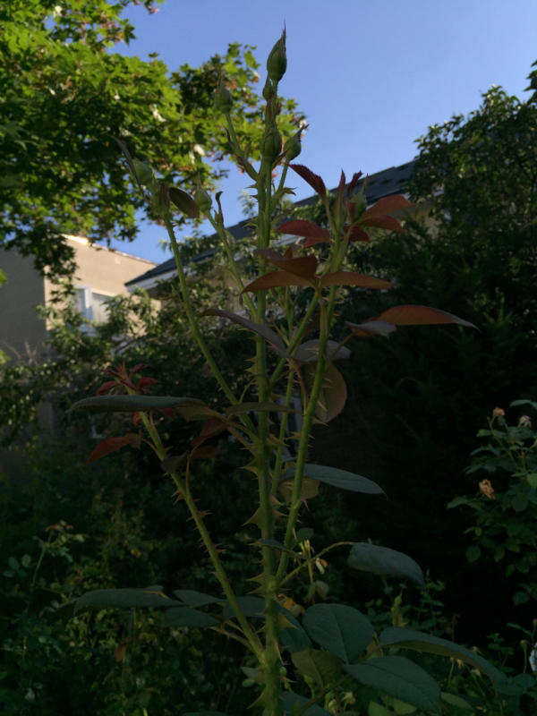d0118965_17574391.jpg