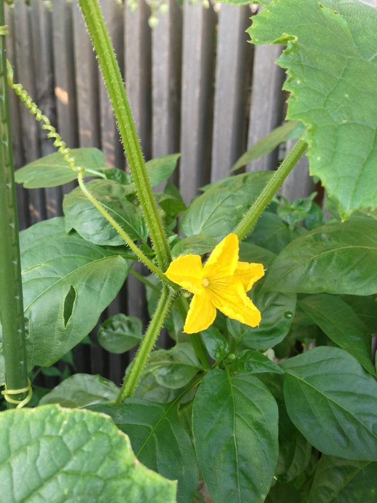 夏野菜_c0310571_09054570.jpg