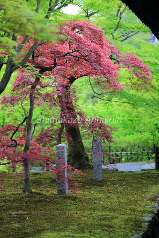 東福寺①_e0354775_07534555.jpg