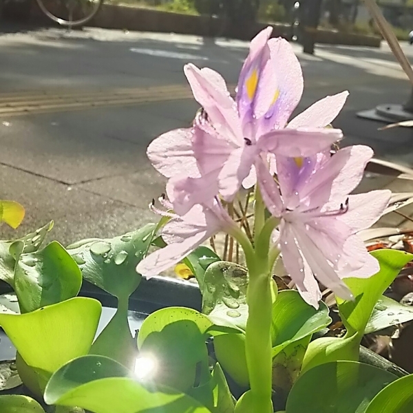 山の日♪_f0152875_08095401.jpg