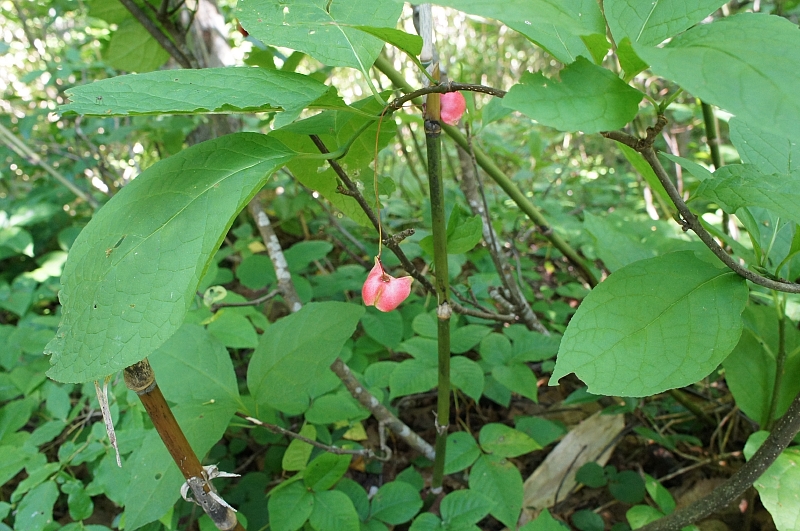 e0335379_2224090.jpg