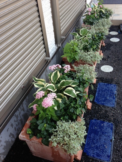 0808 花壇のお花交換諸々_b0167282_12224913.jpg
