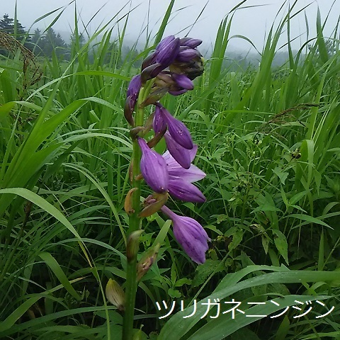 北海道（利尻・礼文）2泊3日旅に出会った花たち_d0081485_16501282.jpg