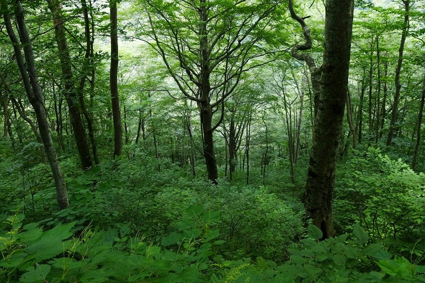 宝探しの夏緑林_b0255992_100197.jpg