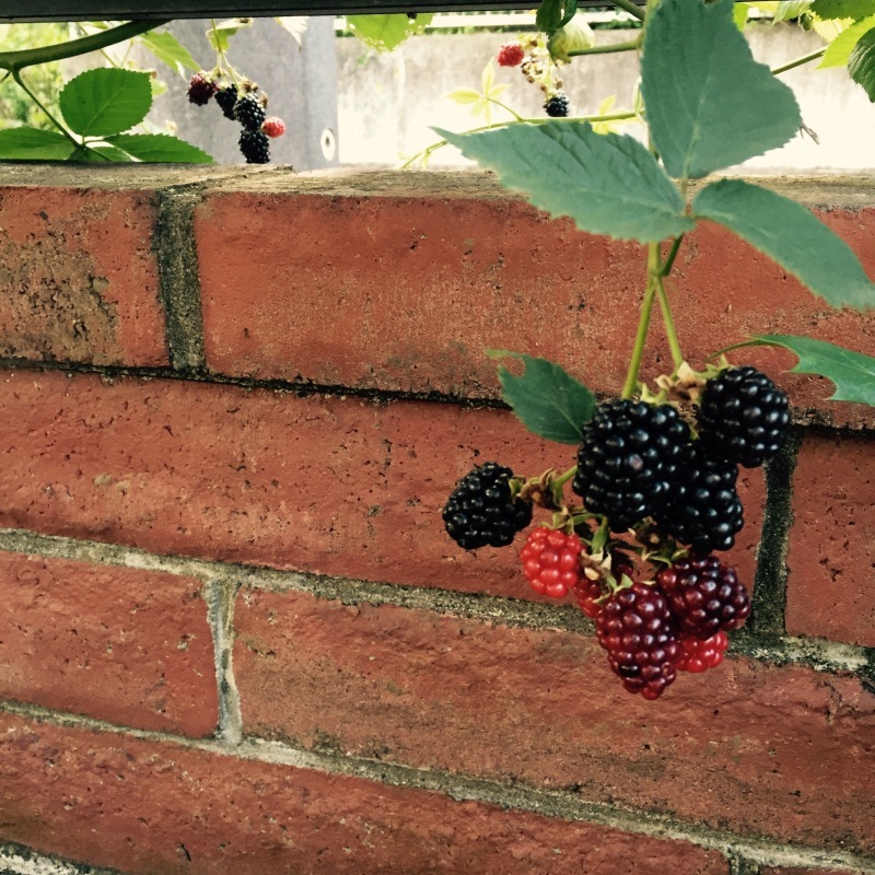 c0327192_17331591.jpeg