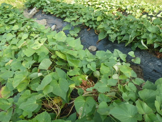 f0187402_18544643.jpg