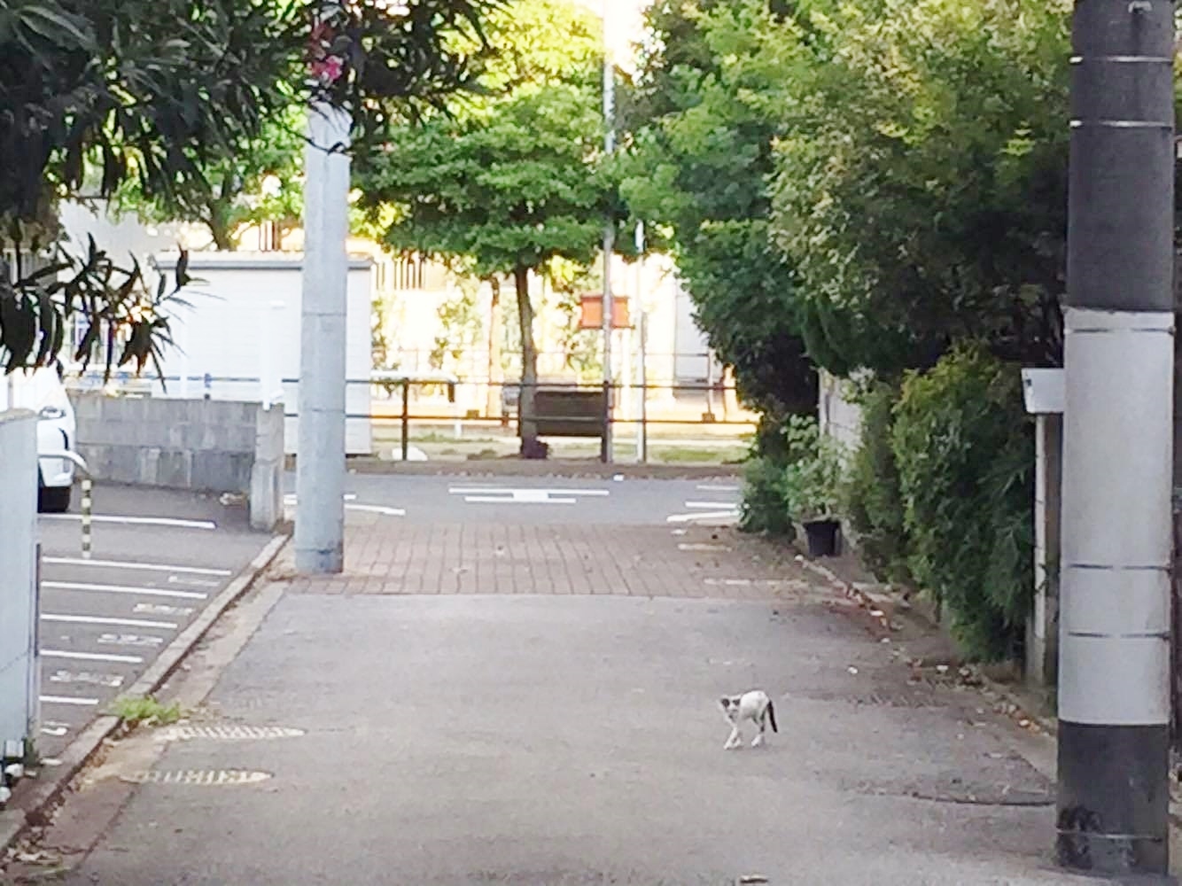 簡単に。近所の猫ちゃん達_f0180307_19010224.jpg