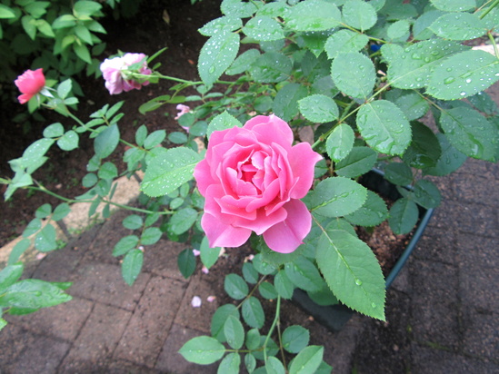 夏の裏庭_f0067514_2026570.jpg